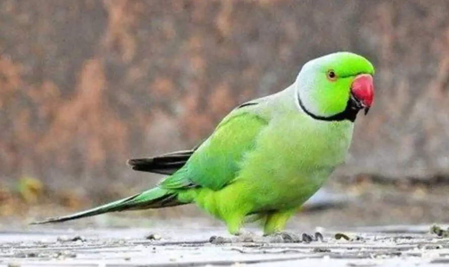 Parrot : పచ్చని చిలుక తోడుంటే ఏమవుతుంది….