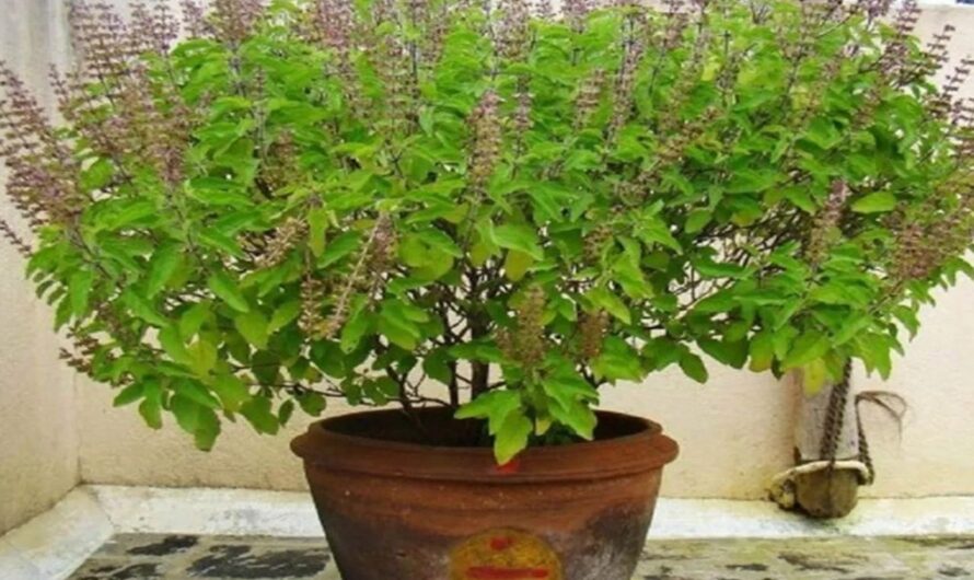 ఈ సమయం ప్రకారమే అక్షయ తృతీయ పూజ చేయాలి