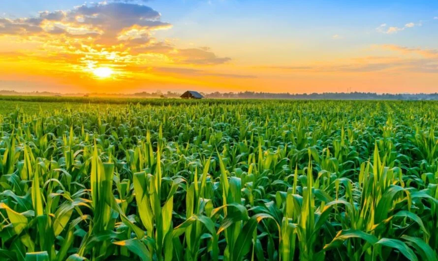 Half Acre Land : అరఎకరం భూమి… సాఫ్ట్ వేర్ ఉద్యోగంతో సమానం.
