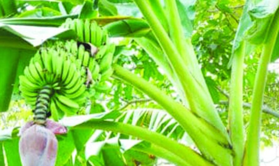 God : మొక్కకు ఒక దేవుడు ఉంటాడు
