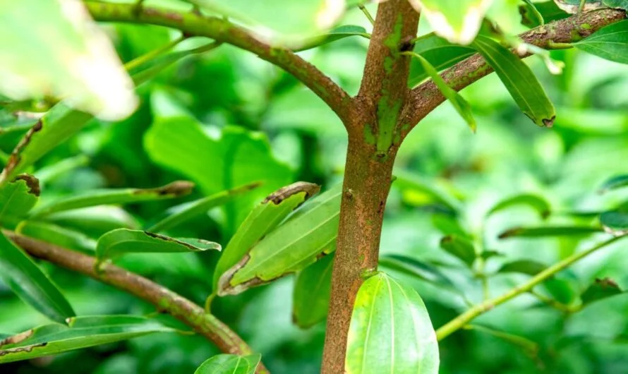 Control-Blood-Glucose : ఆ సుగంధ ద్రవ్యం… శరీరానికి ఉపయోగం