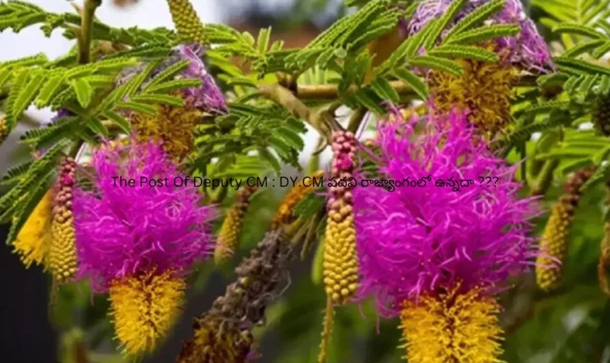 Shami Plant In Home : ఇంటిలో జమ్మిచెట్టు ఉండవచ్చా ???