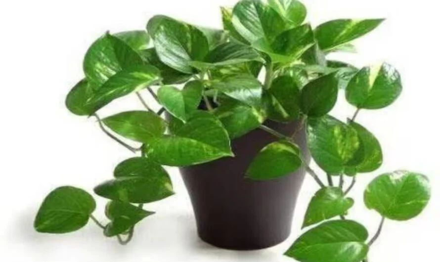 Money Plant : మనీ ప్లాంట్ ను మీరు ఏ దిక్కులో పెట్టారు ???