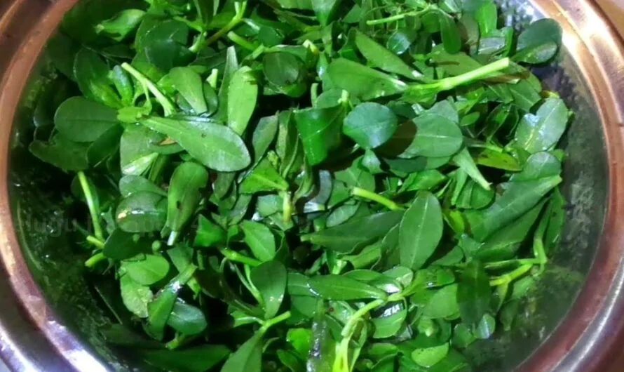 Leaf Curry : సర్వరోగ నివారిణి … ఈ ఆకు కూర …