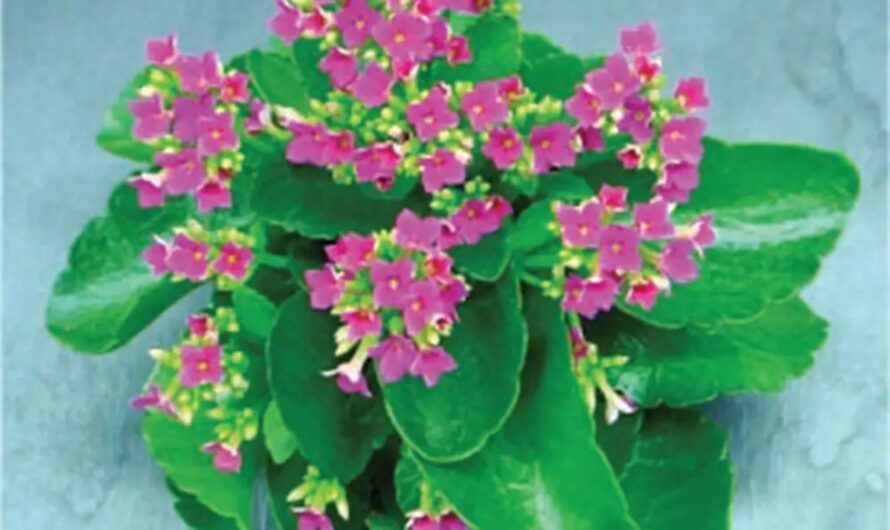 Only One Plant : మీ ఇంటిలో ఈ మొక్క ఉందా ? 150 రోగాలకు పనిచేస్తుంది. …