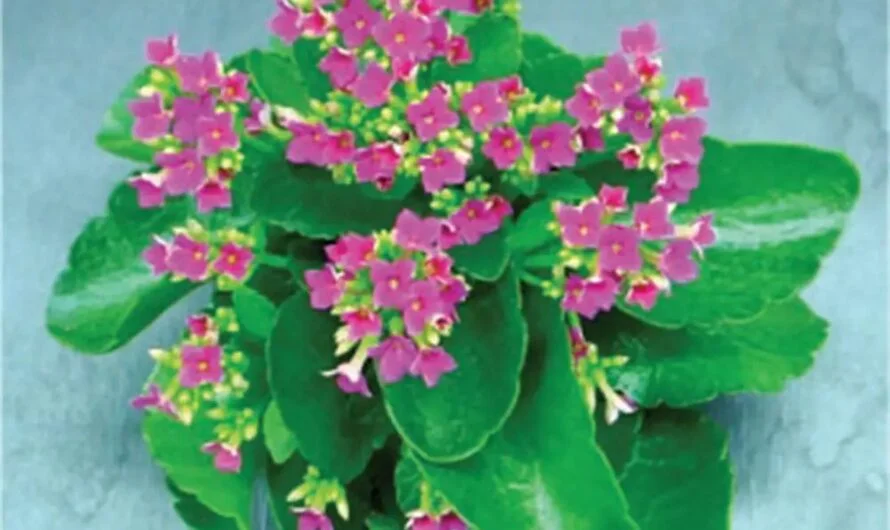 Only One Plant : మీ ఇంటిలో ఈ మొక్క ఉందా ? 150 రోగాలకు పనిచేస్తుంది. …