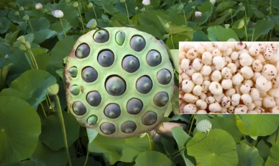 Seed Benefits : ఆ గింజలు తింటే ఎంతో ఆరోగ్యం….ఎలాంటి జబ్బులు రావు.