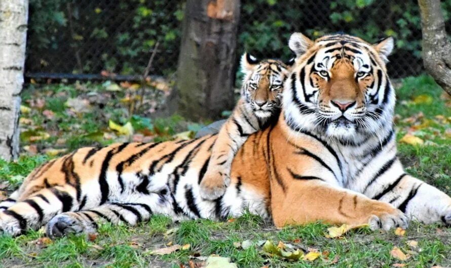 Tiger Food : పులి రోజుకు ఎంత ఆహారం తింటుందో తెలుసా ???