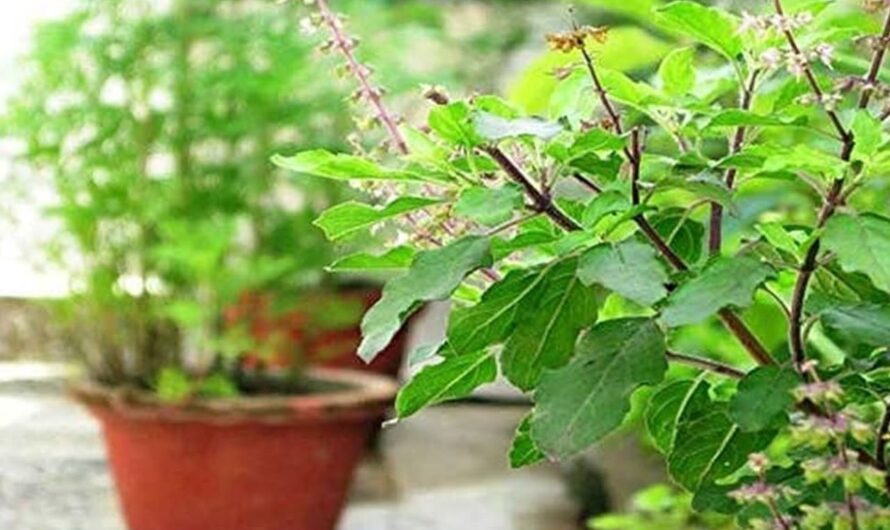 Tulsi Leaves : తులసి ఆకులను ఎప్పుడైనా తిన్నారా ? ఎన్ని ప్రయోజనాలో ….