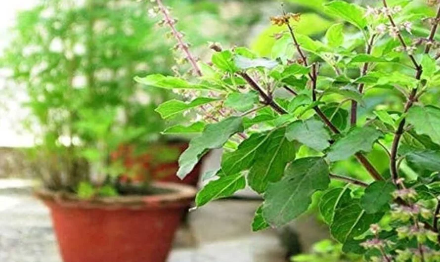 Tulsi Leaves : తులసి ఆకులను ఎప్పుడైనా తిన్నారా ? ఎన్ని ప్రయోజనాలో ….