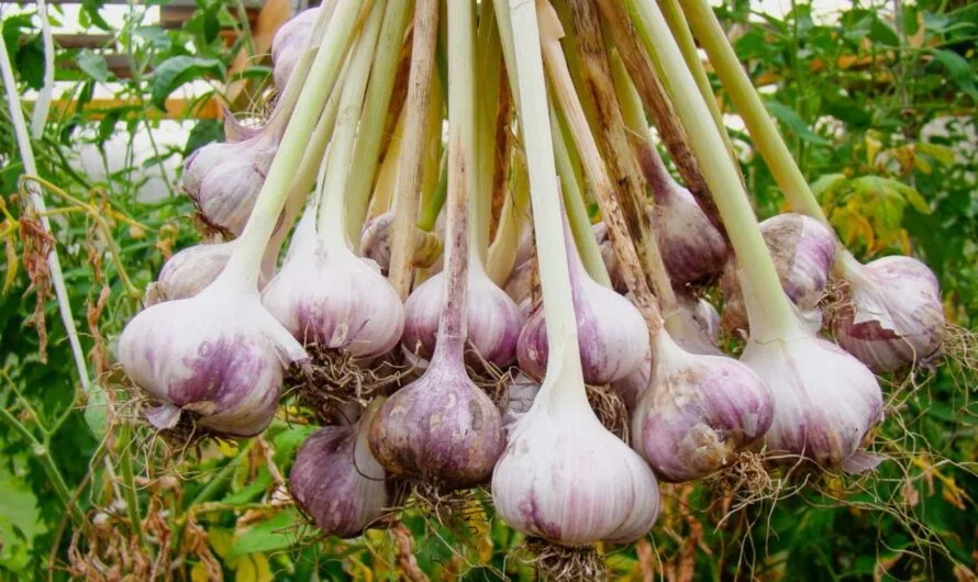 Garlic  : వెల్లుల్లి…. లాభాలు తెలిస్తే వాడకుండా ఉండలేరు….