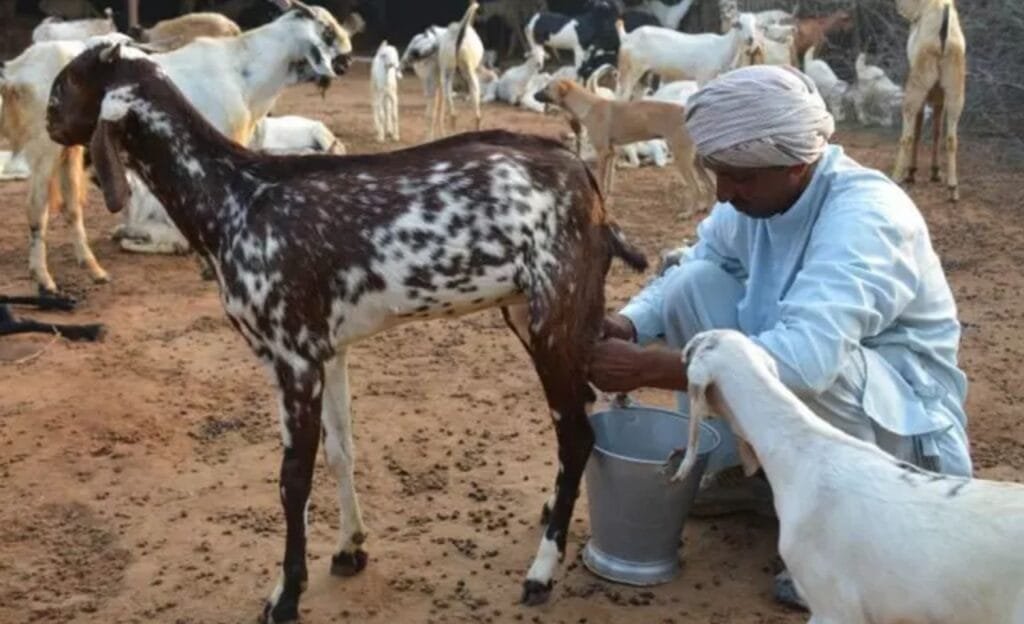 Goat Milk : మేక పాలల్లో లాభాలు తెలిస్తే వదిలిపెట్టరు.
