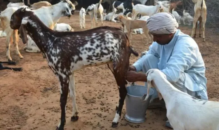 Goat Milk : మేక పాలల్లో లాభాలు తెలిస్తే వదిలిపెట్టరు.