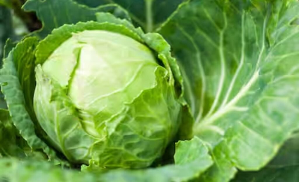 Health :  క్యాబేజి తో ఎన్నో  లాభాలు….మీకు తెలుసా ?