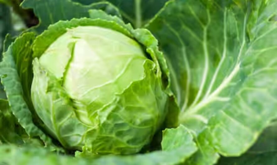 Health :  క్యాబేజి తో ఎన్నో  లాభాలు….మీకు తెలుసా ?
