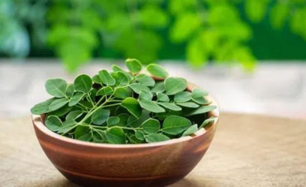 Munaga Leaf : ఆ ఆకుతో అందం… ఎంత ముద్దస్తారో తెలుసా….?