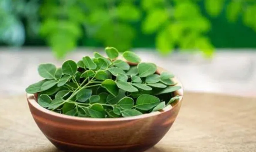 Munaga Leaf : ఆ ఆకుతో అందం… ఎంత ముద్దస్తారో తెలుసా….?