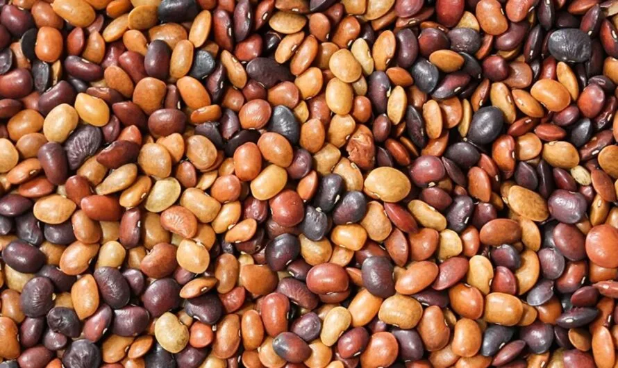 Horse Gram : ఉలవలు…బోలెడు లాభాలు తెలుసా ?