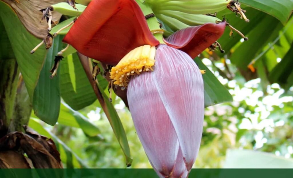 Banana : ఆరోగ్యానికి అరటి పువ్వు ఎంత మంచిదో తెలుసా ?
