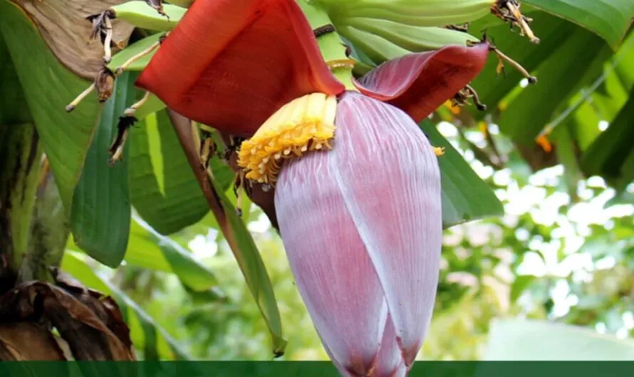 Banana : ఆరోగ్యానికి అరటి పువ్వు ఎంత మంచిదో తెలుసా ?