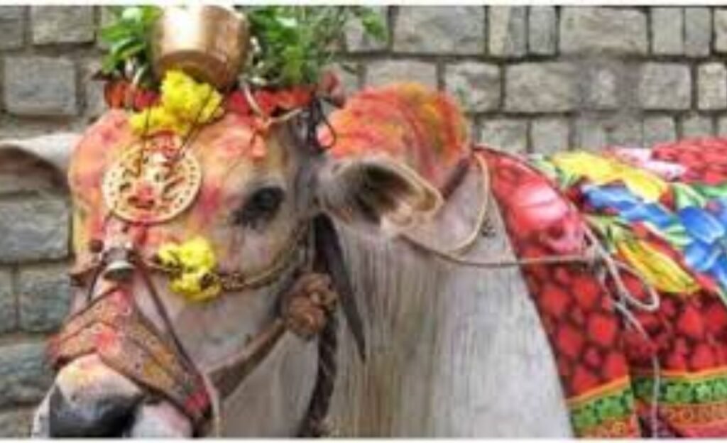 sankranti : కనుమ పండుగ రోజు ఏమి చేస్తారో తెలుసా ?