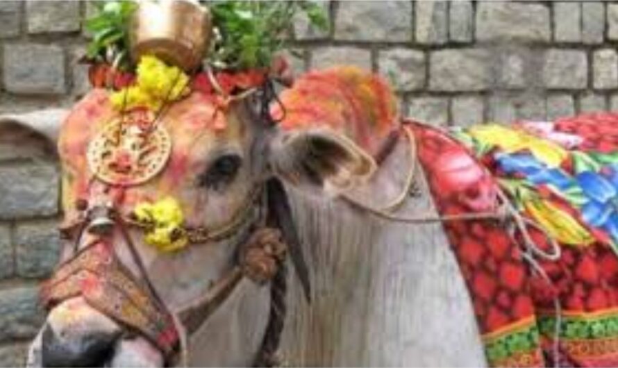 sankranti : కనుమ పండుగ రోజు ఏమి చేస్తారో తెలుసా ?
