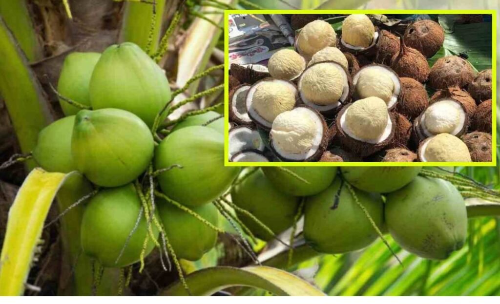 Kobbari : కొబ్బరి పువ్వు తో లాభాలు ఎన్నో తెలుసా ?
