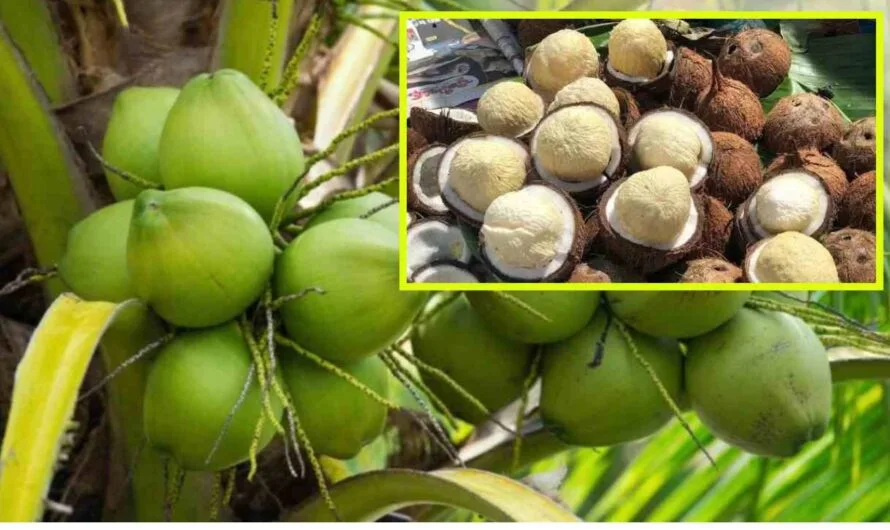 Kobbari : కొబ్బరి పువ్వు తో లాభాలు ఎన్నో తెలుసా ?