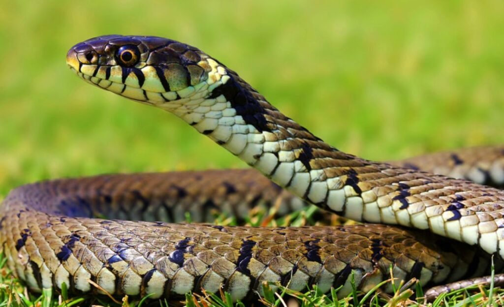 Snake : ఇంటిలో దూరిన పాము పారిపోవాలంటే ఇలా చేయండి.