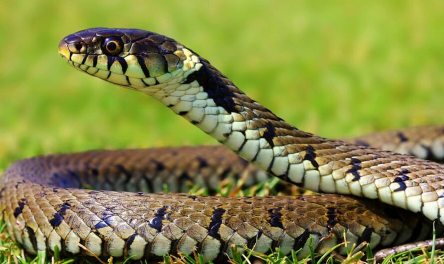 Snake : ఇంటిలో దూరిన పాము పారిపోవాలంటే ఇలా చేయండి.
