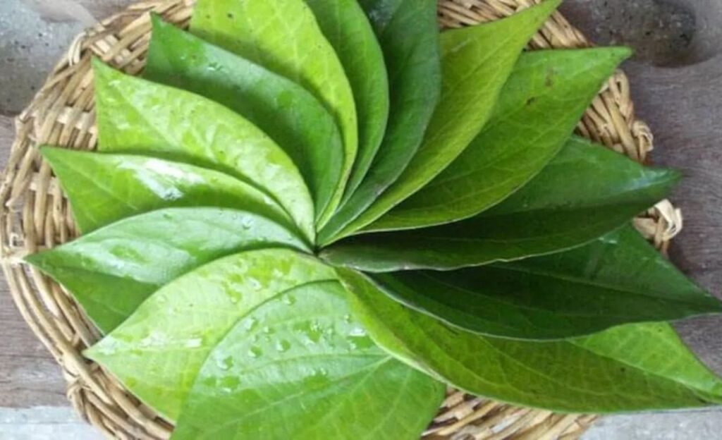 Leafs : తమలపాకులతో శరీరానికి ఏమి జరుగుతుందో తెలుసా ?