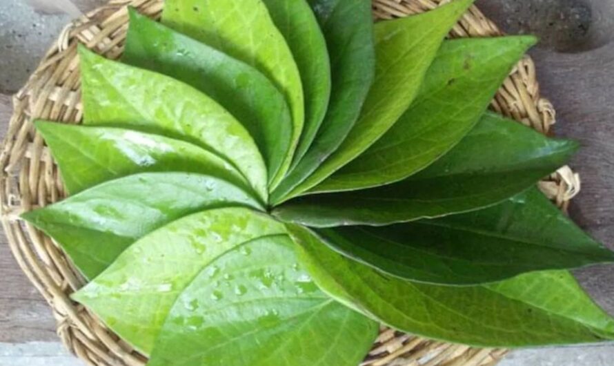 Leafs : తమలపాకులతో శరీరానికి ఏమి జరుగుతుందో తెలుసా ?