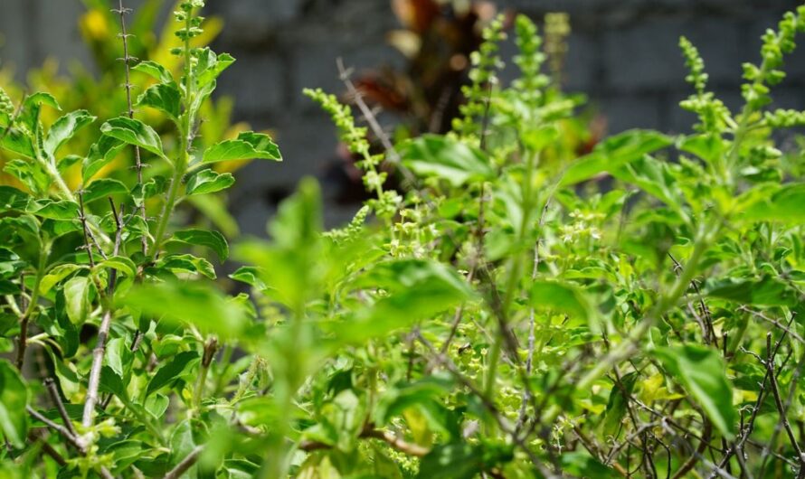 Thulasi : కాలీ కడుపుతో ఈ ఆకులు తినండి… ఎలాంటి జబ్బులు రావు.