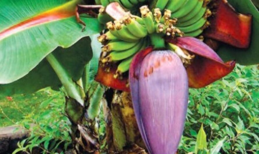 Banana : ఇంటి ఆవరణలో అరటి చెట్టు ఉంటె ఏమవుతుంది ?