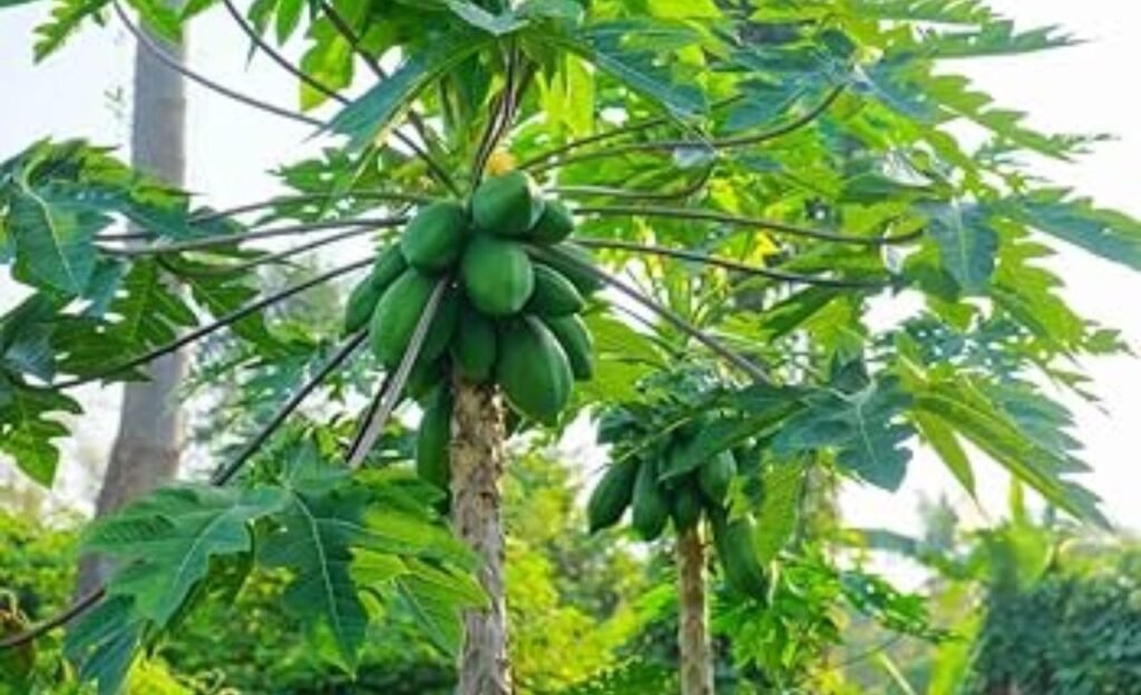 Tree : ఇంటి ఆవరణలో ఉంటె ఈ చెట్టు ఫలితాలు తెలుసా ?