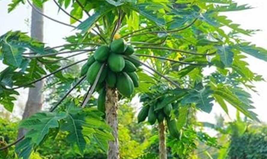 Tree : ఇంటి ఆవరణలో ఉంటె ఈ చెట్టు ఫలితాలు తెలుసా ?