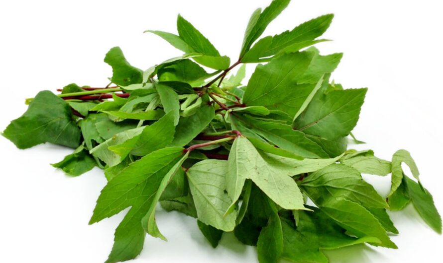 Gongura : గోంగూర ఎంత మంచి ఆహారమో తెలుసా ?