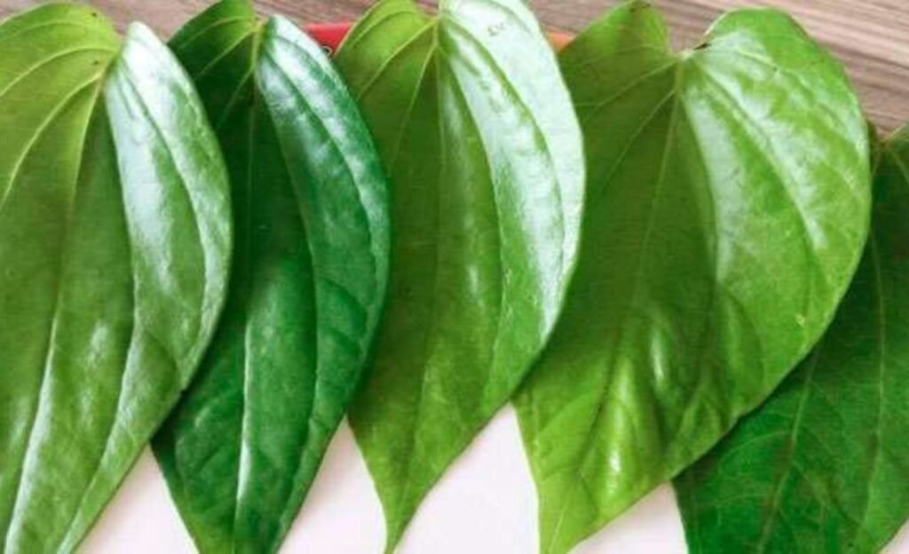 Leaf : తమలపాకుతో ఈ వ్యాధులన్నీ మాయం.