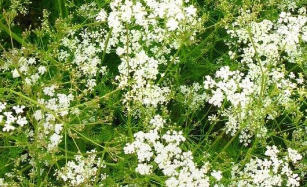 crop : ఆ పంట తో …. 5 నెలల్లో ఐదు లక్షల లాభం.