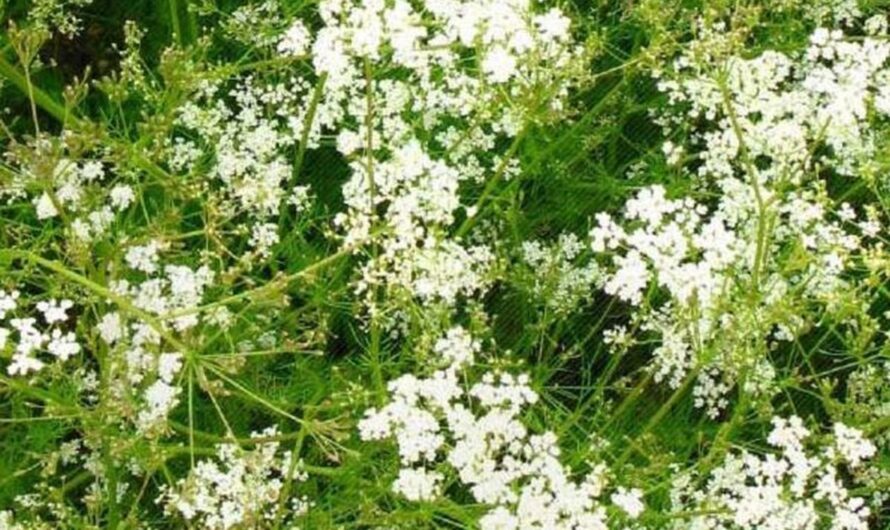 crop : ఆ పంట తో …. 5 నెలల్లో ఐదు లక్షల లాభం.