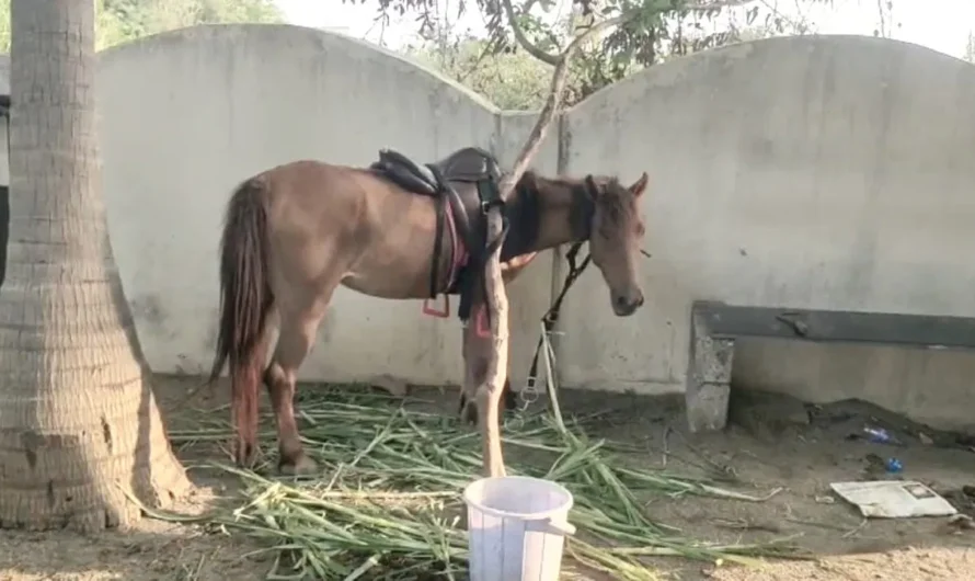 Arrest : గుర్రాన్ని అరెస్ట్ చేసిన పోలీసులు. ఎందుకో తెలుసా ?