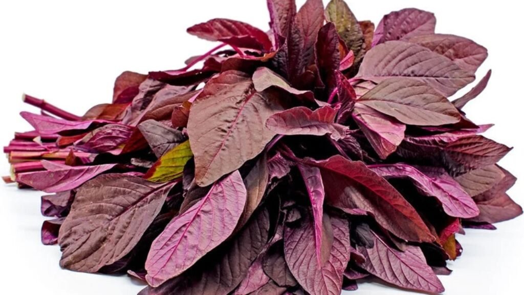 Red Amaranth : అనారోగ్య సమస్యలకు ఎర్ర తోటకూర దివ్య ఔషధం
