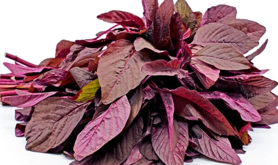Red Amaranth : అనారోగ్య సమస్యలకు ఎర్ర తోటకూర దివ్య ఔషధం