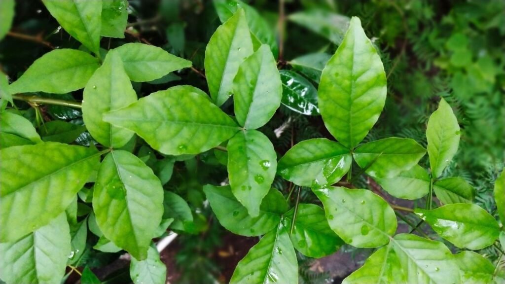 Shiva : శివుడికి బిల్వపత్రితోనే ఎందుకు పూజ చేయాలి ?