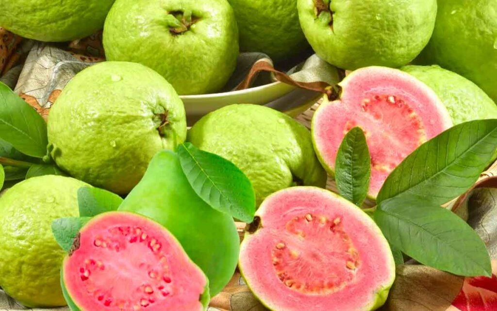 Guava : జామపండుతో లెక్కలేనంత మేలు