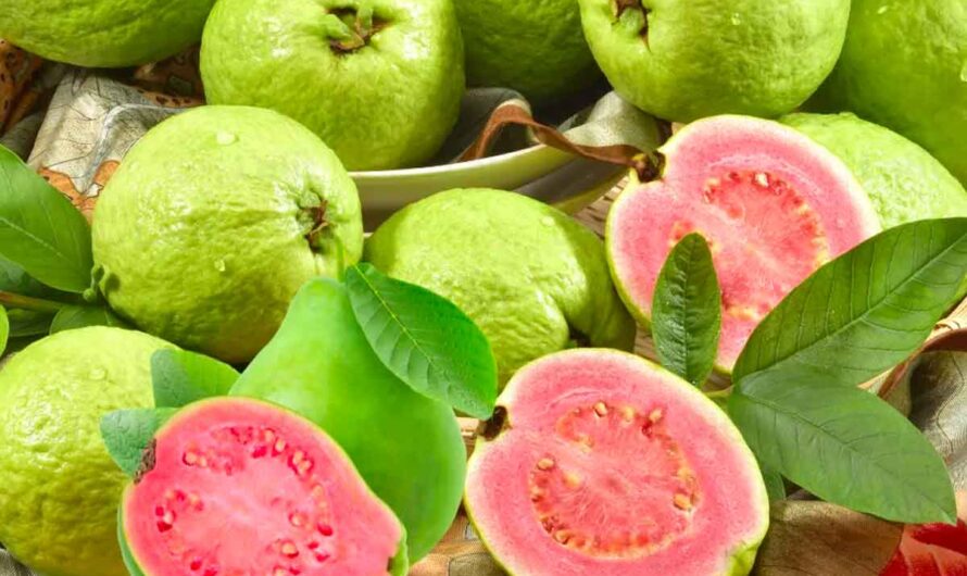 Guava : జామపండుతో లెక్కలేనంత మేలు