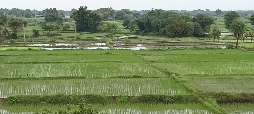బీబీపేటలో కనుమరుగైన తమలపాకు తోటలు.