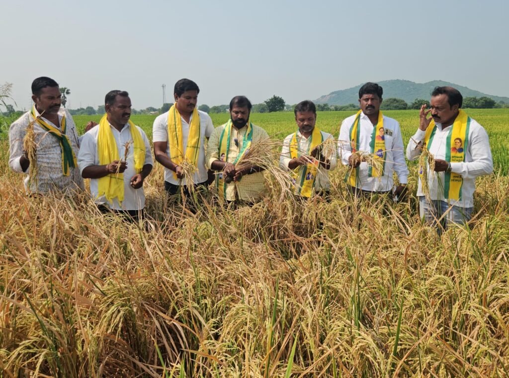విద్యుత్ అంతరాయాలతో ఎండుతున్న వరి పంటలు